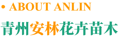 青州市安林花卉苗木种植有限公司