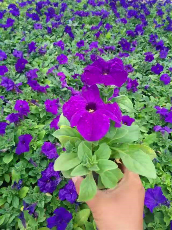 矮牵牛1.jpg