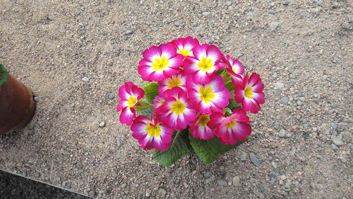 报春花多色.jpg